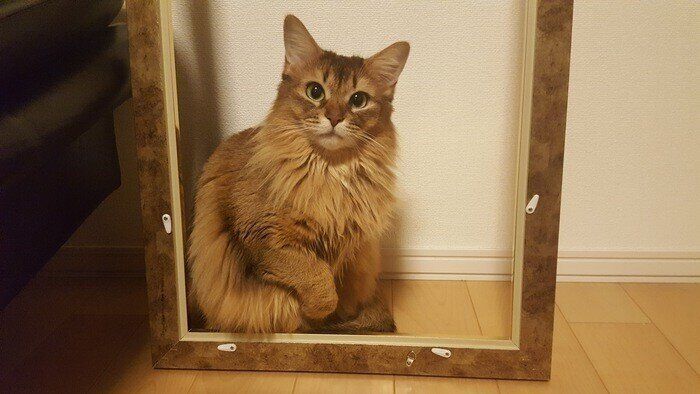 額に入ったソマリ