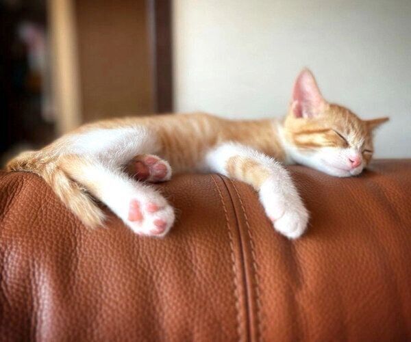 くつろぐチャーちゃん