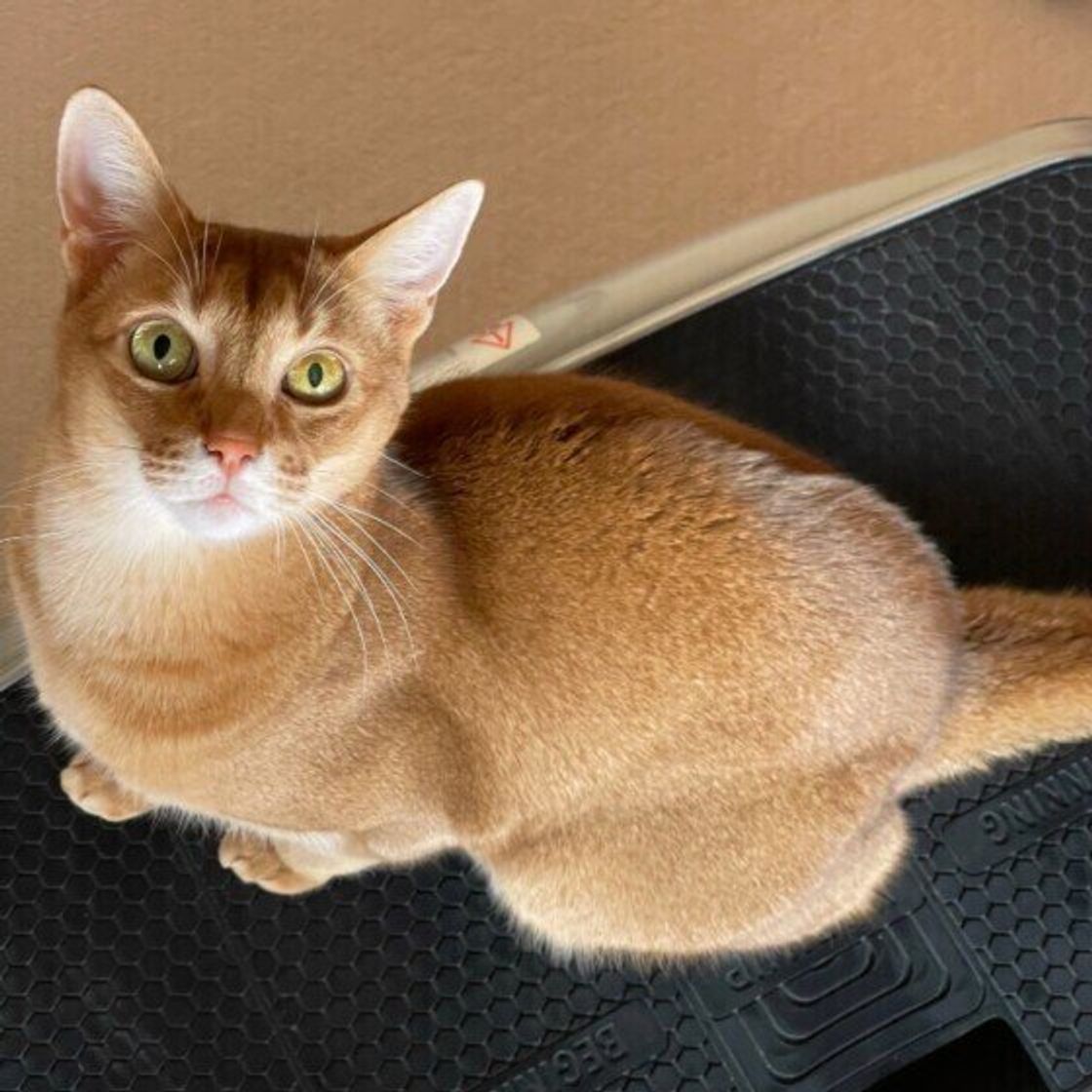 毛並みと引き締まった体が美しい エチオピア原産の人なつっこい猫 アビシニアン の魅力 ねこのきもちweb Magazine 毛並みと引き締まった体が美しい エチオピア原産の人なつっこい猫 アビシニアン の魅力 ねこのきもちweb Magazine
