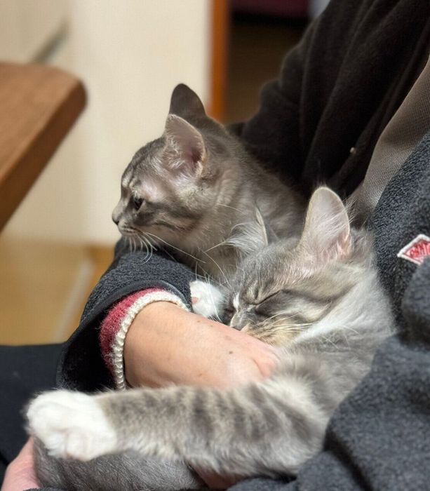 飼い主さんに抱っこされるこしあんくん、つぶあんちゃん