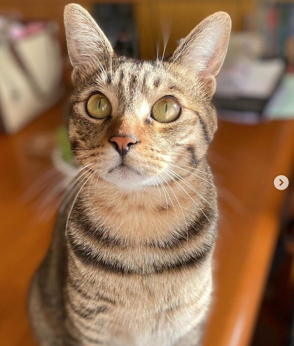 成長したもずくくん