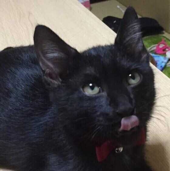 ペロッ♪( ´▽｀)何を狙ってるのかฅ( ̳• ·̫ • ̳ฅ)にゃ♡