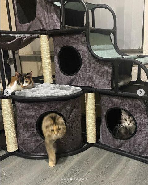 大型キャットタワーでくつろぐ猫たち