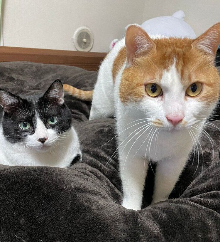 見つめるキリちゃん、ミツちゃん