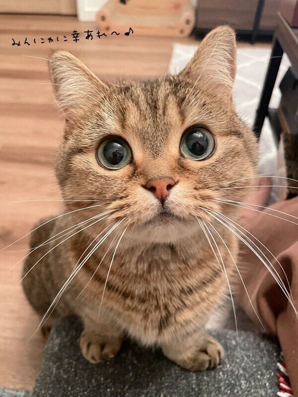 見つめるきなこちゃん