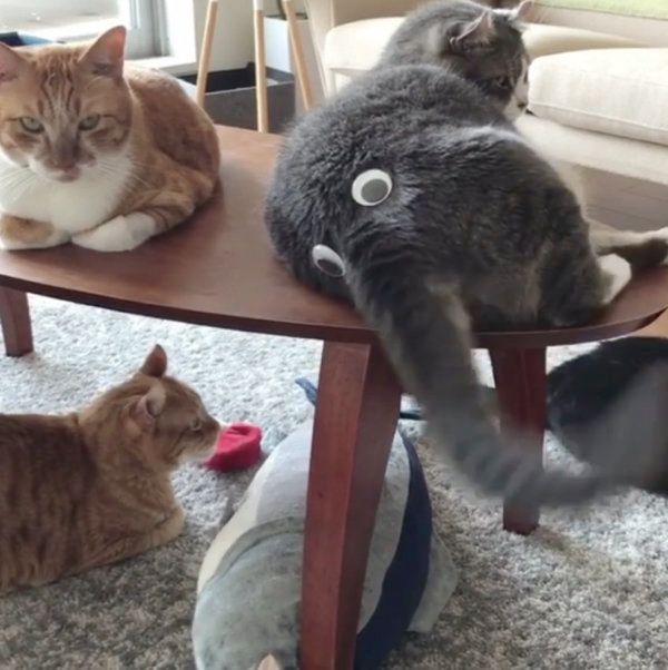 アメリカンカールの一球ちゃん