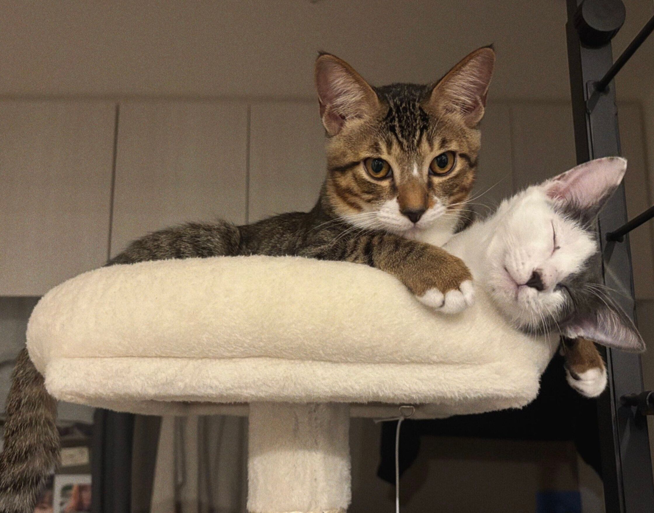 お迎えしたばかりのころののぶながくん、ガラシャちゃん