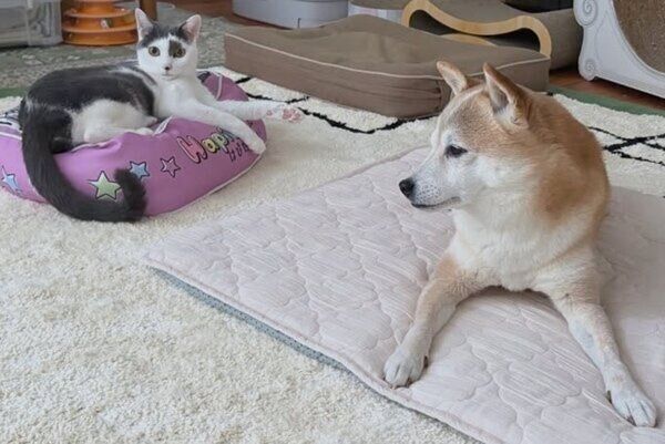 柴犬・リンタローくんとも仲良し