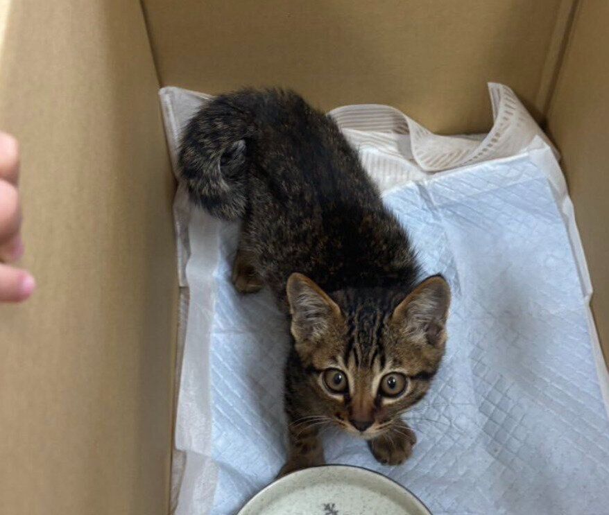 生後約2カ月の子猫