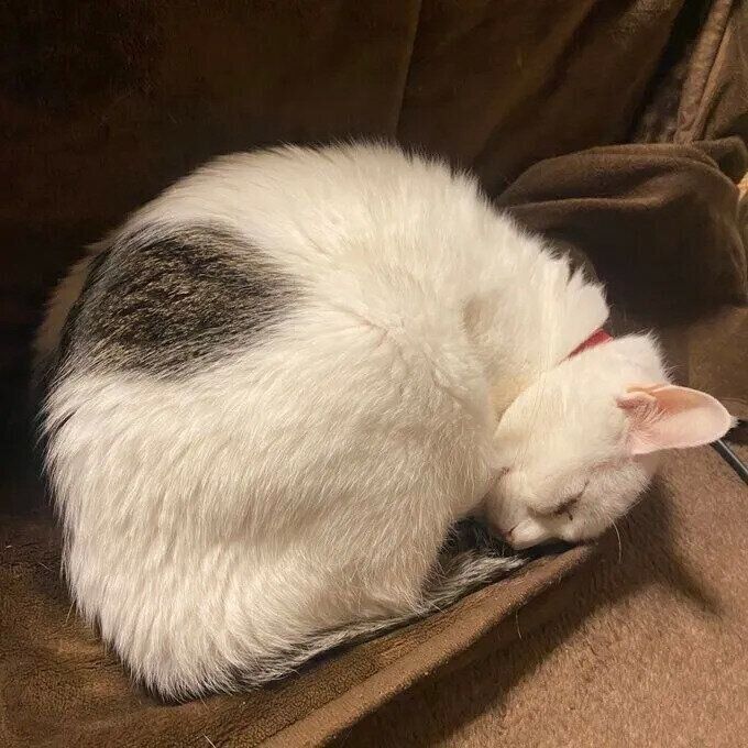 丸くなるハクくん