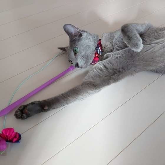 寝ながらおもちゃにちょいちょいするロシアンブルー