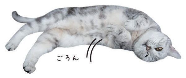 猫からのYESサインとは