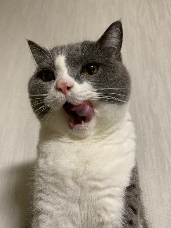 満足そうなうにくん