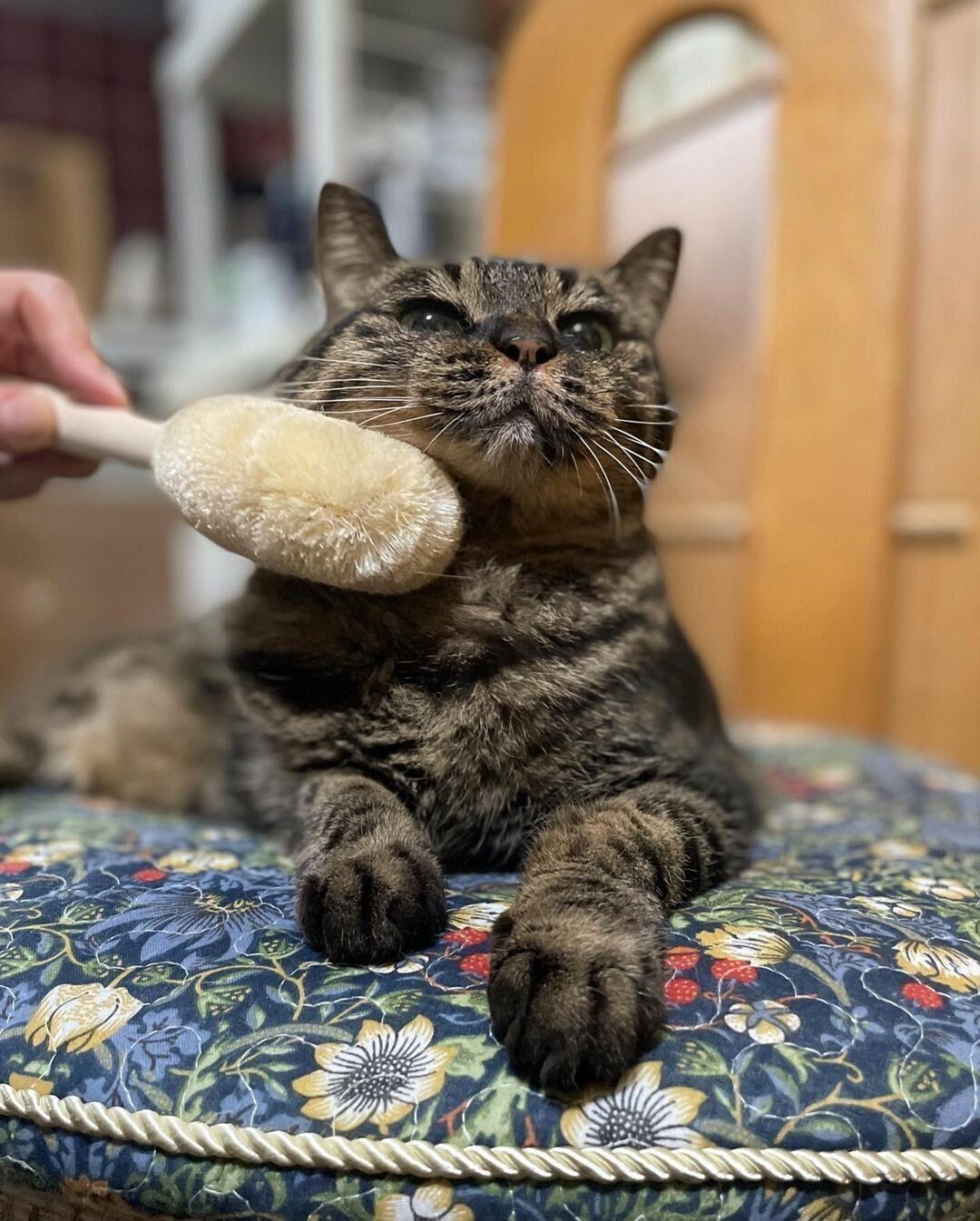 ブラッシング中のモモちゃん