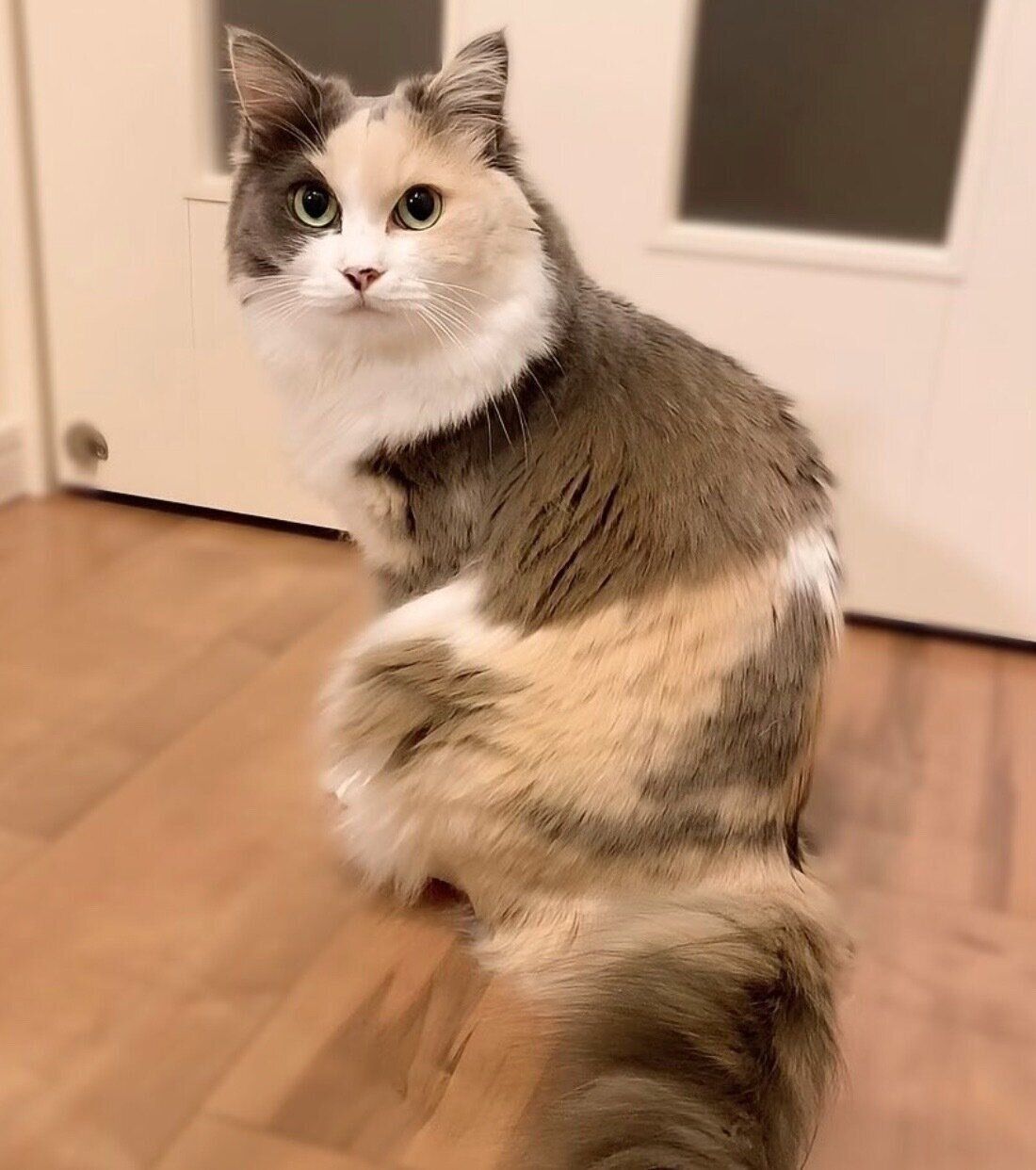 見つめるハンちゃん