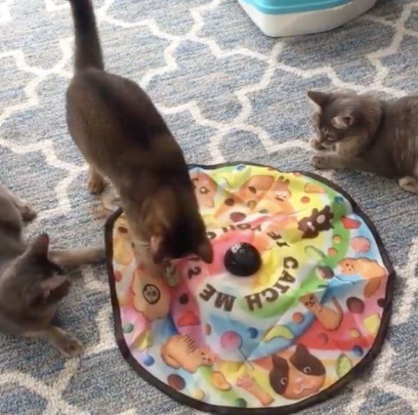 おもちゃで遊ぶ猫