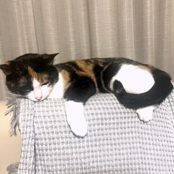 Mix（ミケ）のののちゃん♪