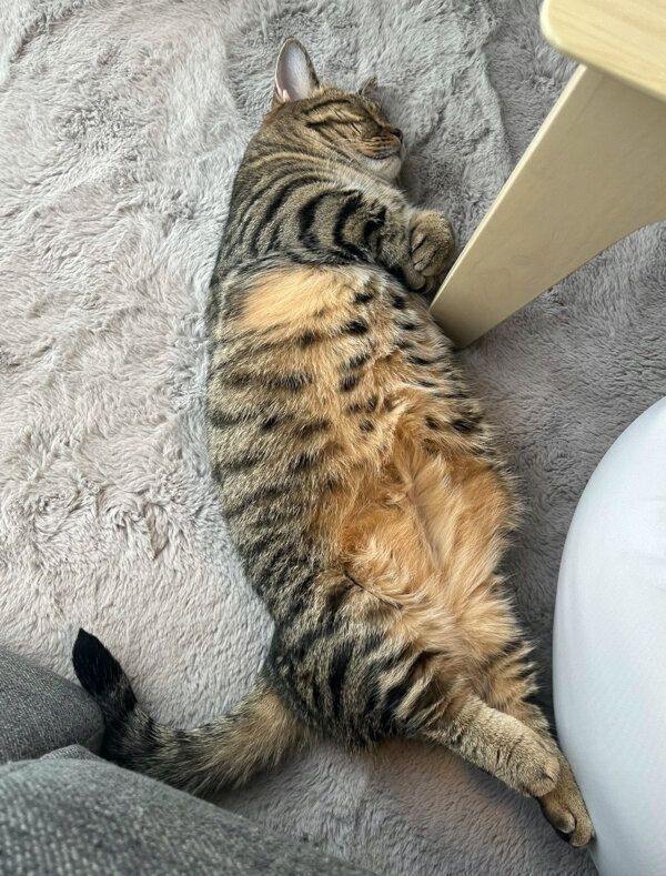 気持ちよさそうに眠るもなちゃん