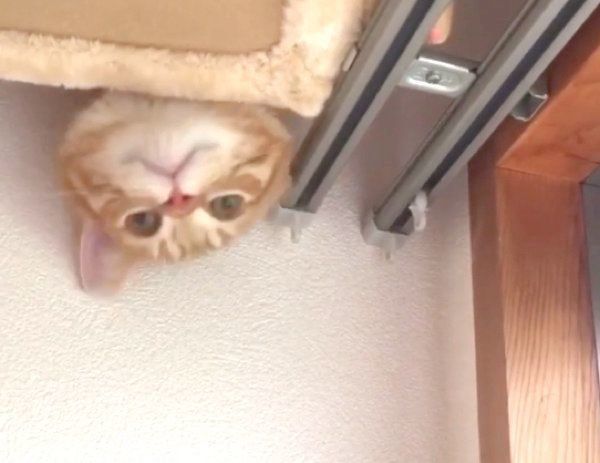 キャットタワーの上からひょっこりするうにくん