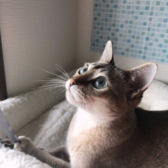 遊びたい猫（シンガプーラ、メス）