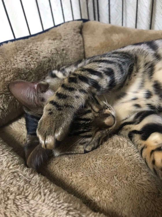 参ったにゃポーズのベンガルこむぎ