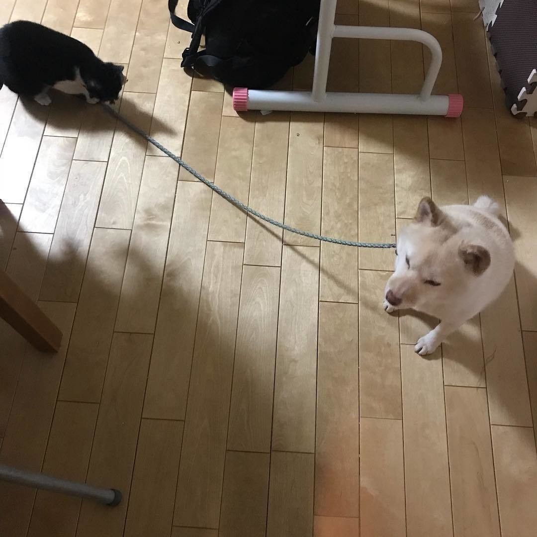 犬のリードで遊ぶ猫