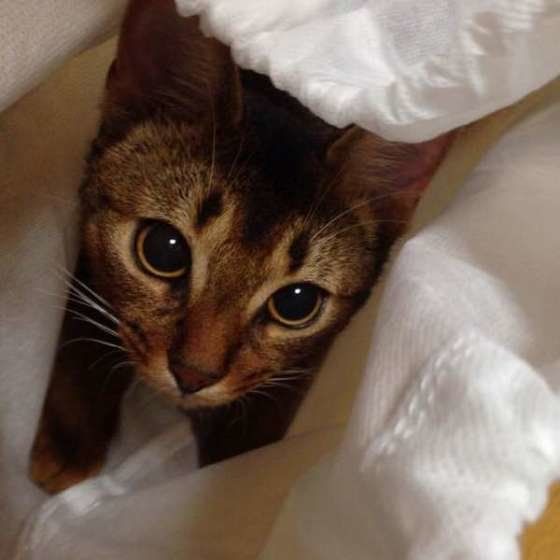 黒目がちなアビシニアンのココちゃん