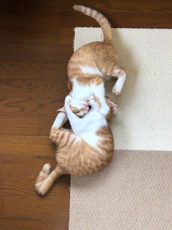 カギしっぽとまっすぐしっぽ