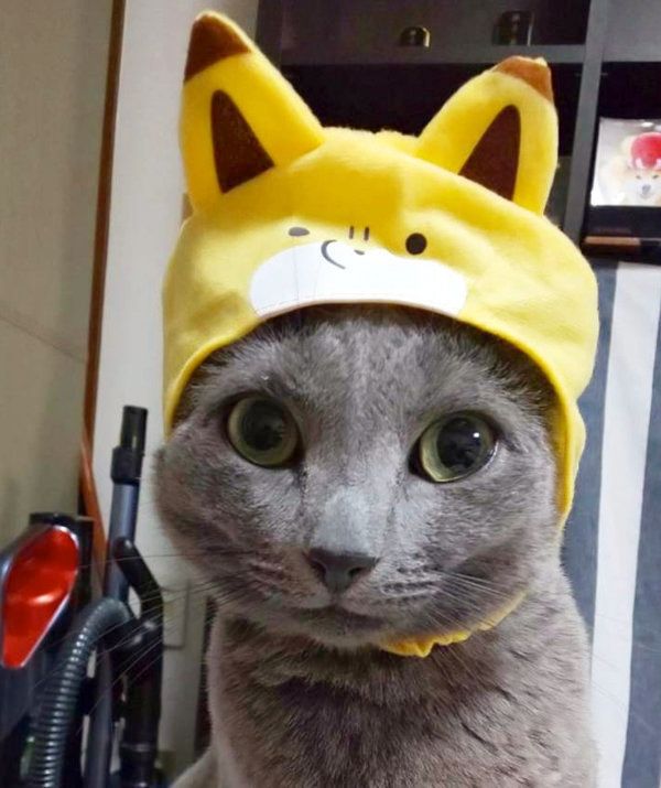 かぶりものをかぶるロシアンブルー