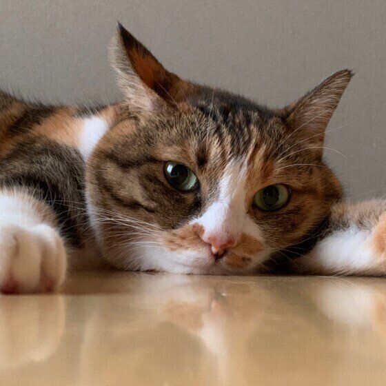 MIX（ミケ）のチャイちゃん♪