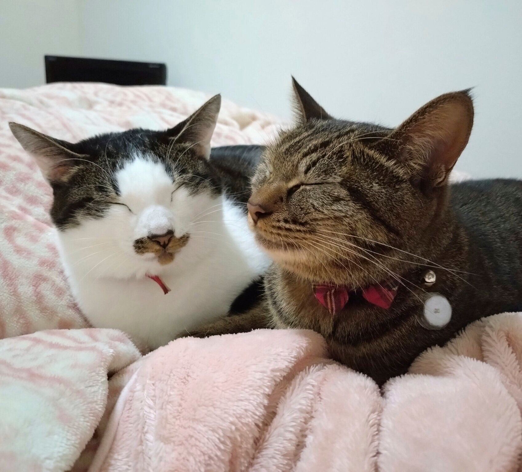 仲よくくつろぐチャコちゃんとランちゃん