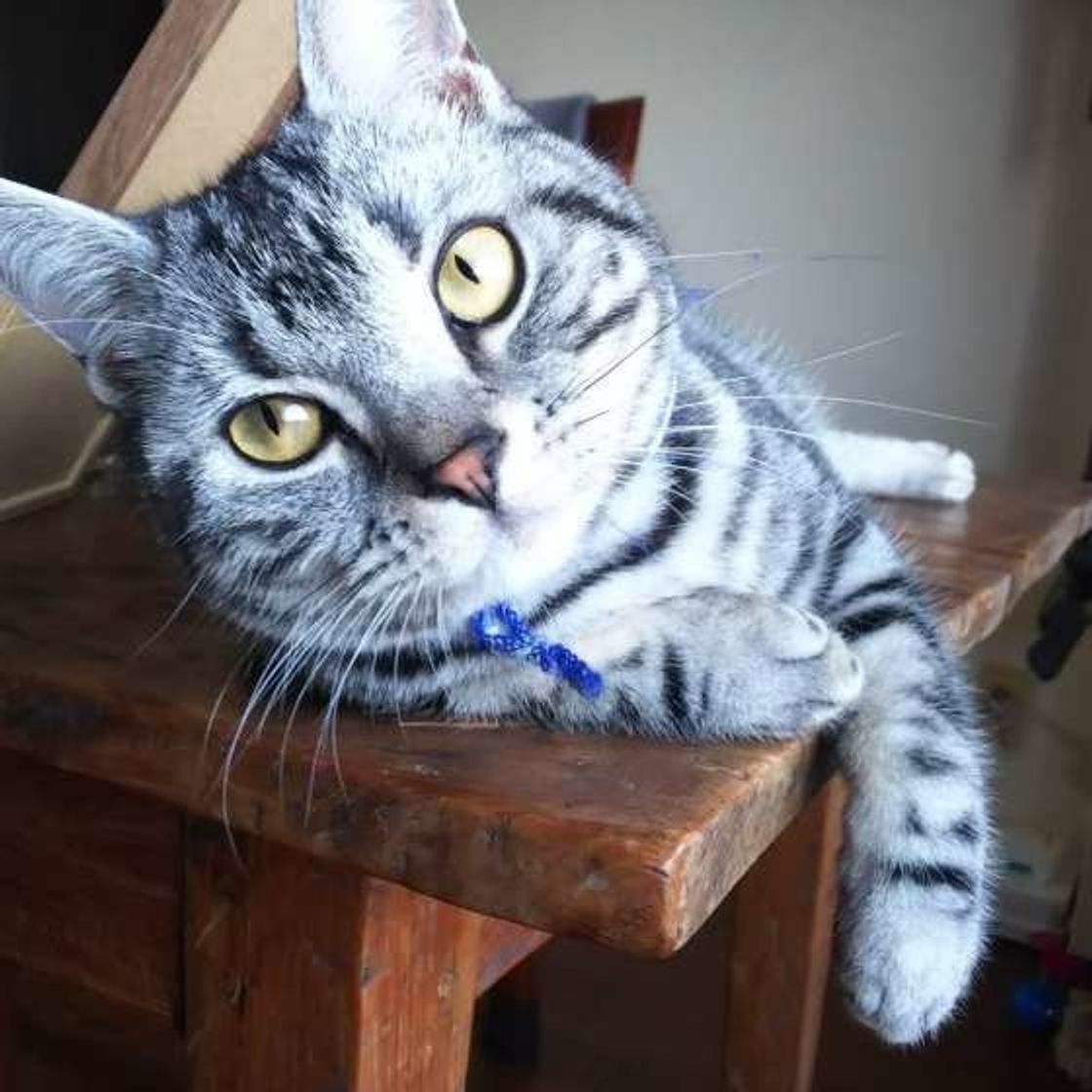 猫にエビは危険 欲しがっても与えない方がいい理由を解説 ねこのきもちweb Magazine 猫にエビは危険 欲しがっても与えない方がいい理由を解説 ねこのきもちweb Magazine