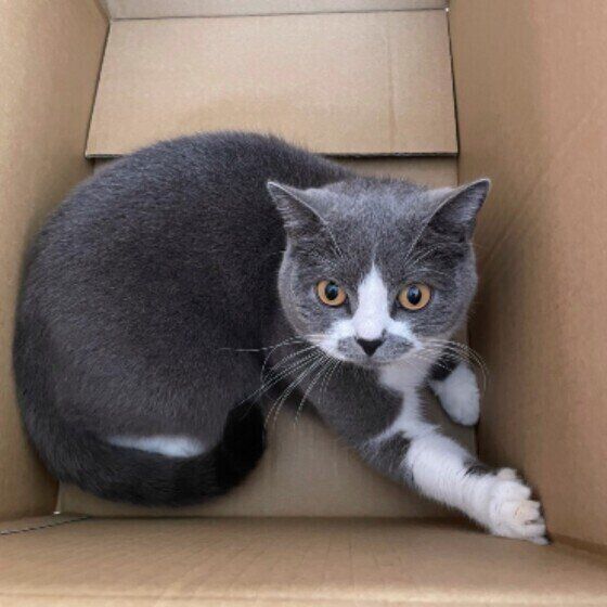 段ボールに入るブリティッシュショートヘア