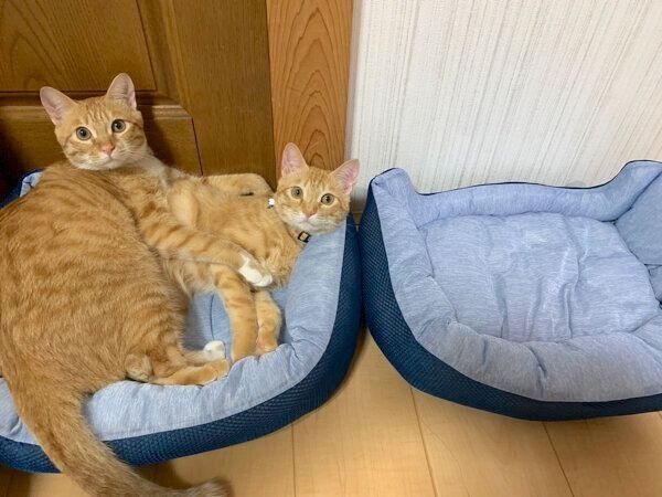 仲良しなツムくんとサムくん