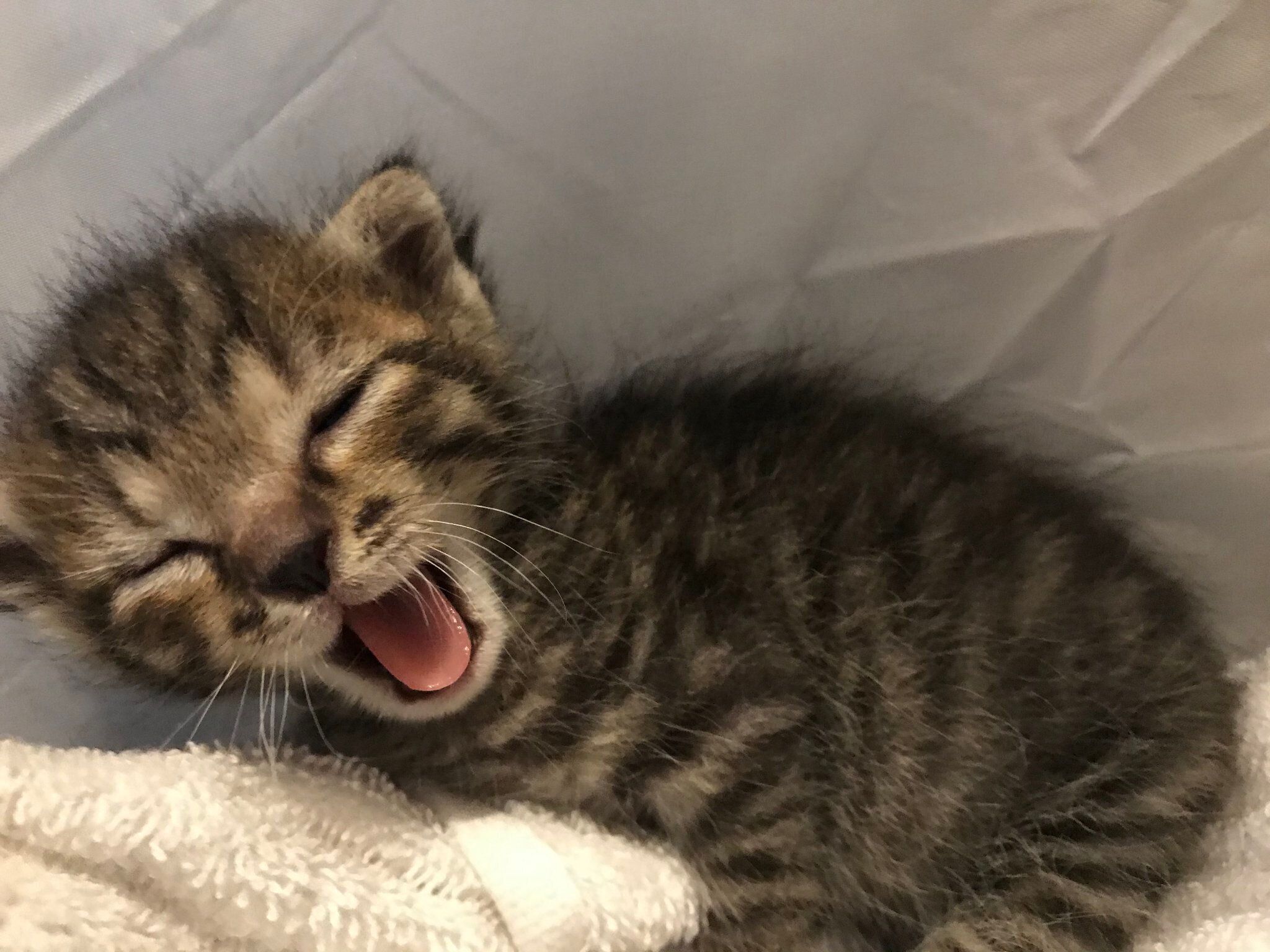 生後1カ月ごろのおこめくん