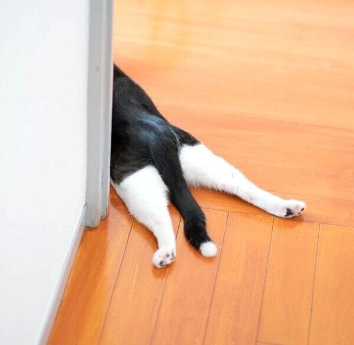 にゃんだこれ コタツから出ている足を不思議そうに見つめる猫 シュールな光景が笑える ねこのきもちweb Magazine にゃんだこれ コタツから出ている足を不思議そうに見つめる猫 シュールな光景が笑える ねこのきもちweb Magazine