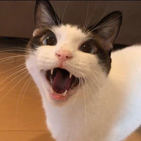 大きな口を開ける猫