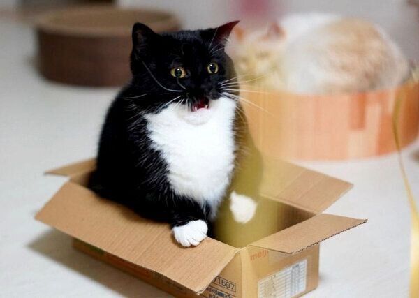 びっくりするうにくん