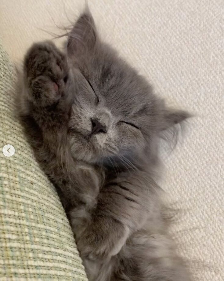 生後3カ月のころに撮影したアオくん