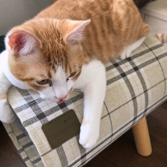 トンネルに乗る麦くん（MIX）