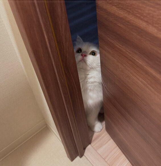 隙間から覗き見るミヌエット