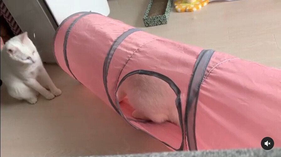 トンネルの前に立つ猫