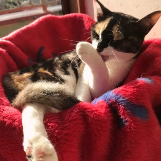 毛づくろいする三毛猫