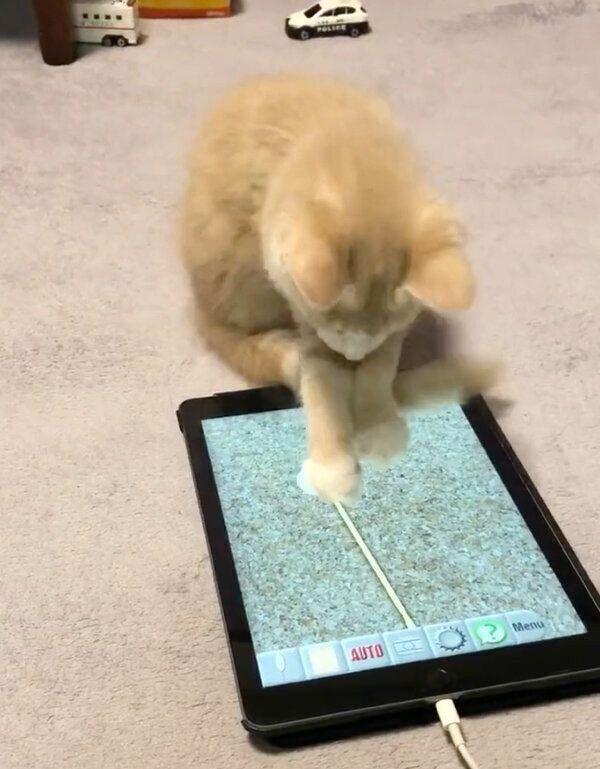 タブレットで遊ぶカルネくん