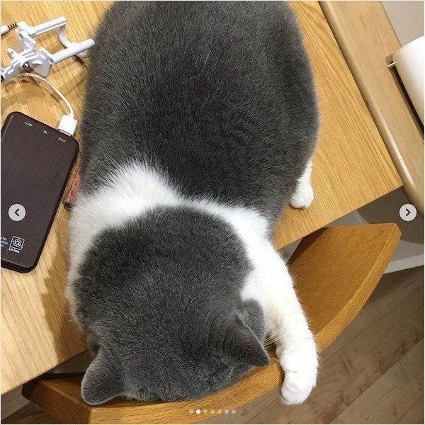 寝相がかわいいブリティッシュショートヘア