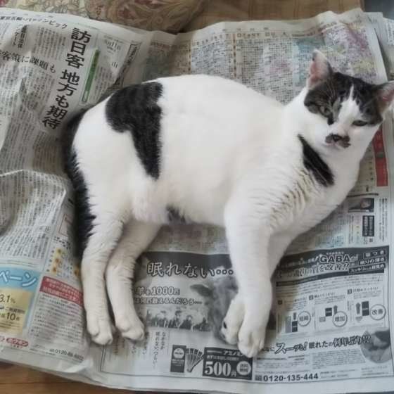 新聞に乗る猫