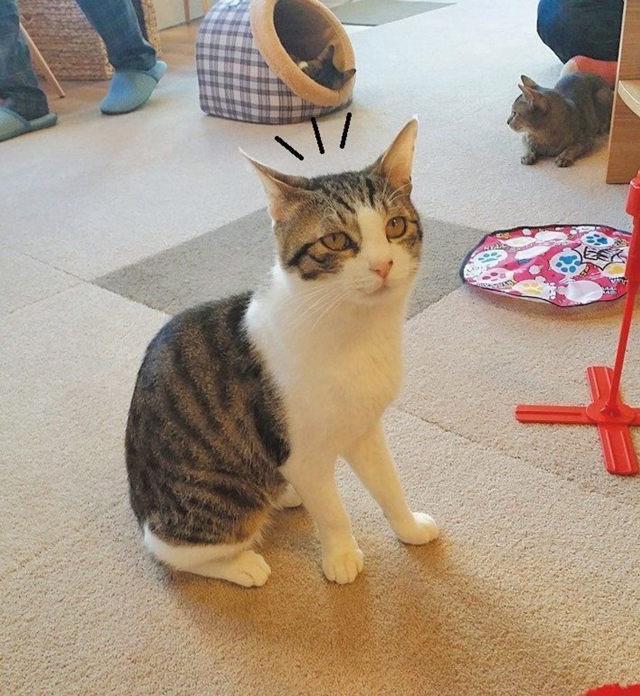 猫を リラックス させるらしいアレ 本当に効く ねこのきもちweb Magazine 猫を リラックス させるらしいアレ 本当に効く ねこのきもちweb Magazine