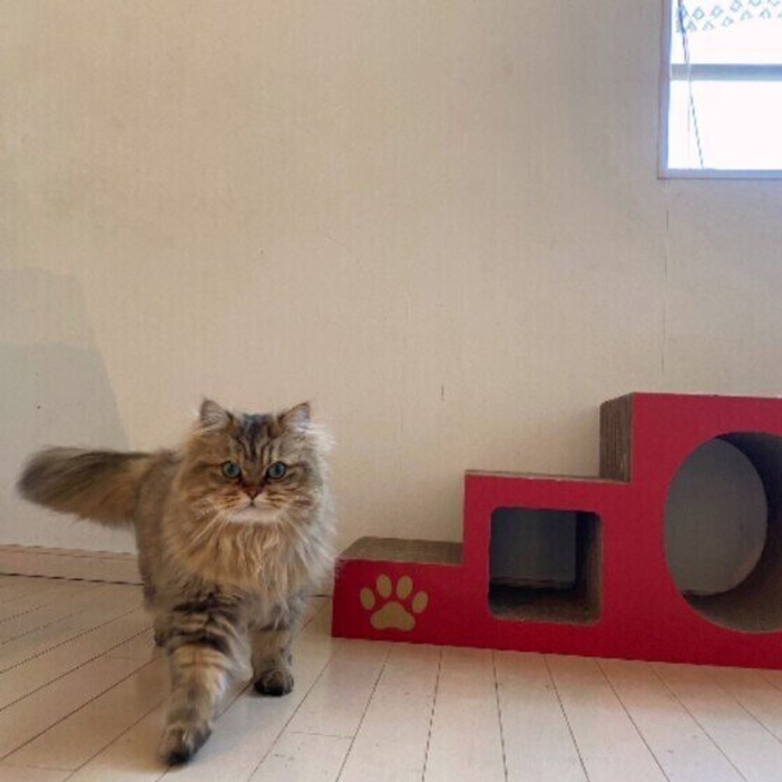 獣医師監修 猫に爪切りは必要 正しい切り方と便利なグッズ 嫌がるときの対応 ねこのきもちweb Magazine 獣医師監修 猫に爪切りは必要 正しい切り方と便利なグッズ 嫌がるときの対応 ねこのきもちweb Magazine