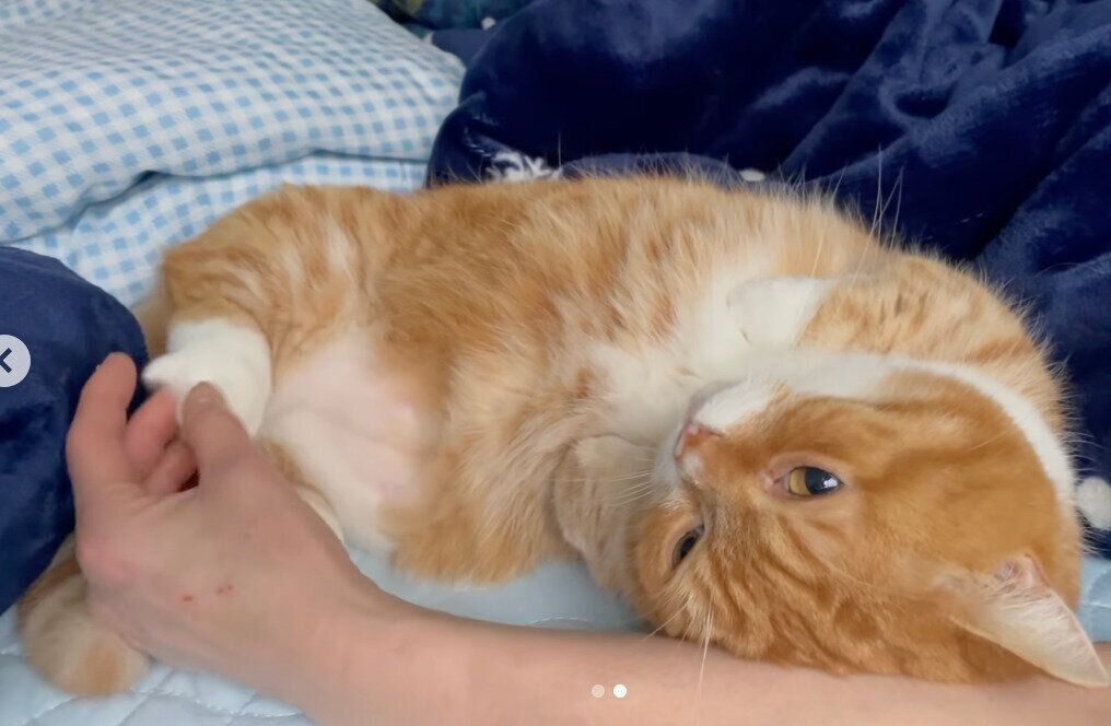 肉球をマッサージしてもらうちくわくん