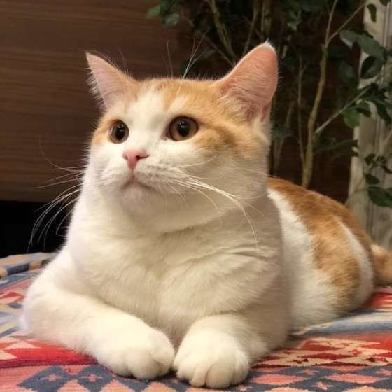 スコティッシュフォールド・レオくん